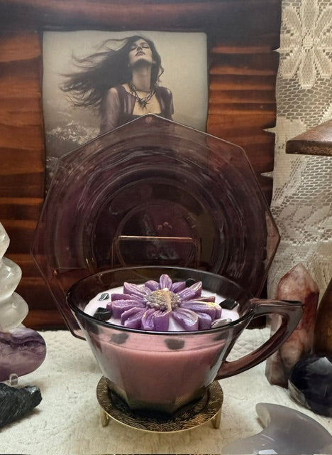Lavender Daisy